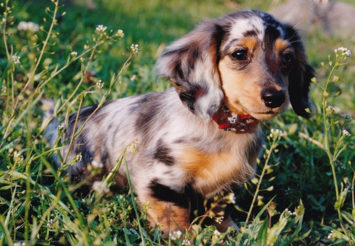 最初の保護犬 祭