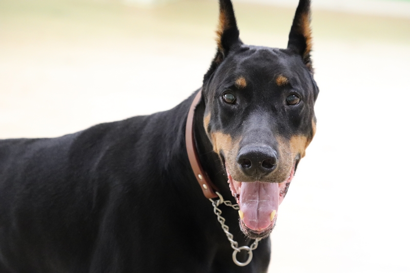 保護したドーベルマン