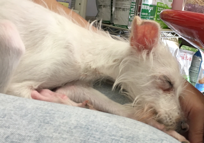 ガリガリで保護した犬