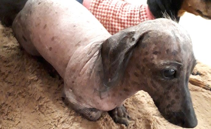 皮膚病で毛が抜け落ちたダックス