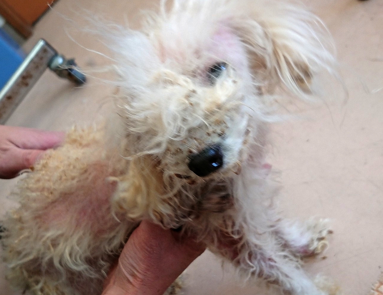 状態のひどい保護犬