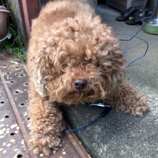 あゆむ（補語前）