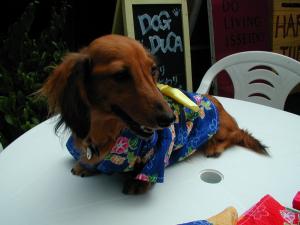 デュッカ(青浴衣)②