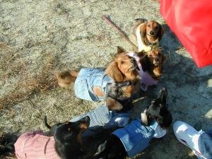 おやつ待ち♪マリアデュッカミルキーモアマチルダINドッグラン