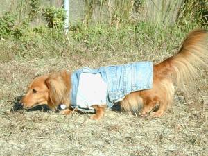 デュッカINドッグラン