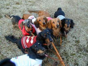 マチルダ&モア&ミルキー&マリア&デュッカ&マフィンIN朝宮公園②